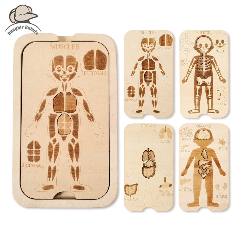 Montessori Jigsaw Puzzle Of Human Structure, Anatomy Organ Model Anatomy Toys ,Kids Human Learning Toy,Children Education Toys