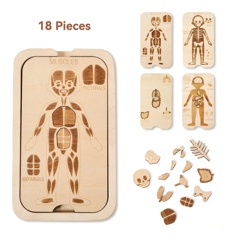 Montessori Jigsaw Puzzle Of Human Structure, Anatomy Organ Model Anatomy Toys ,Kids Human Learning Toy,Children Education Toys