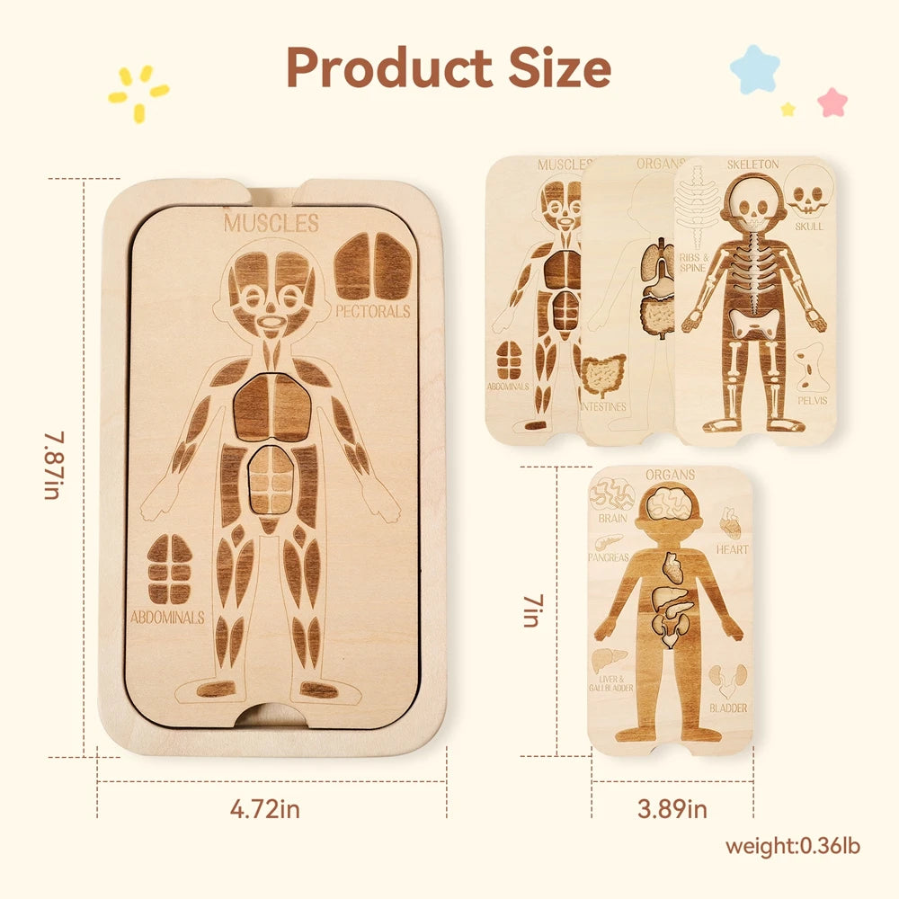Montessori Jigsaw Puzzle Of Human Structure, Anatomy Organ Model Anatomy Toys ,Kids Human Learning Toy,Children Education Toys