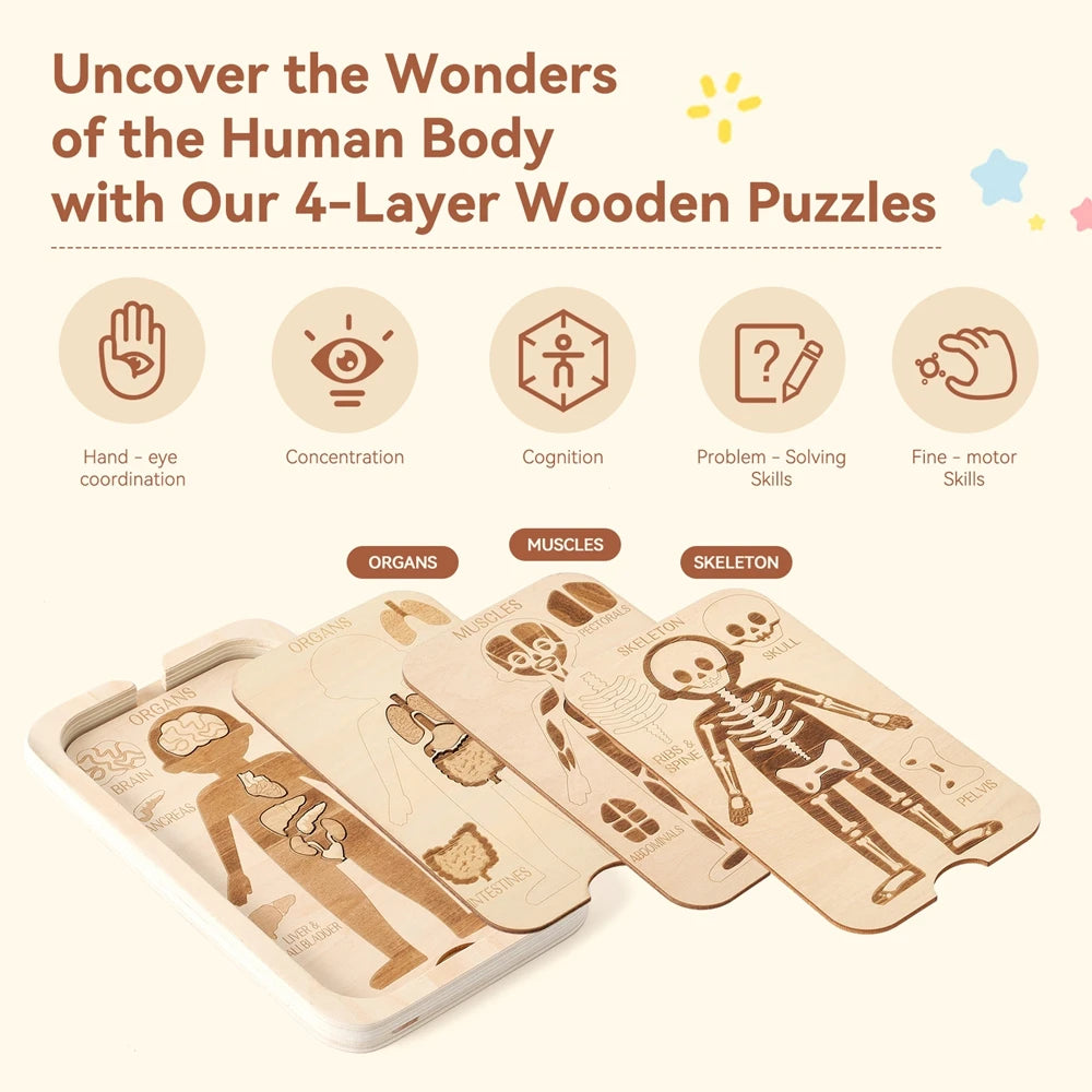 Montessori Jigsaw Puzzle Of Human Structure, Anatomy Organ Model Anatomy Toys ,Kids Human Learning Toy,Children Education Toys